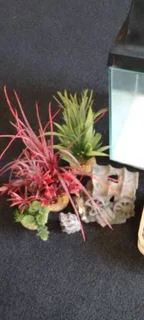 Full fishtank with accessories