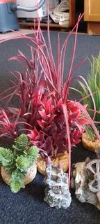 Full fishtank with accessories