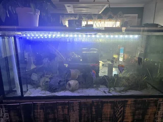 Fish Tank incl everything