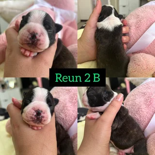 Pure Breed Boston Terrier