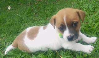 6 Week Old Jack Russell Pups In Durban