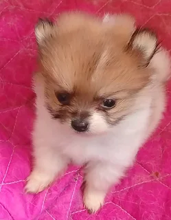 1x Pure Bred Male Parti Pomeranian Puppy In Vanderbijlpark