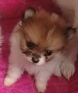 1x Pure Bred Male Parti Pomeranian puppy IN VANDERBIJLPARK