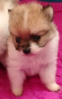 1x Pure Bred Male Parti Pomeranian puppy IN VANDERBIJLPARK