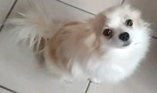 1x Pure Bred Male Parti Pomeranian puppy IN VANDERBIJLPARK