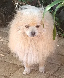 1x Pure Bred Male Parti Pomeranian puppy IN VANDERBIJLPARK