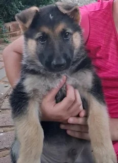 2x German Shepherds In Hoopstad, Freestate