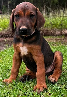 2x Female Ridgeback Puppies In Paulpietersburg, Kzn
