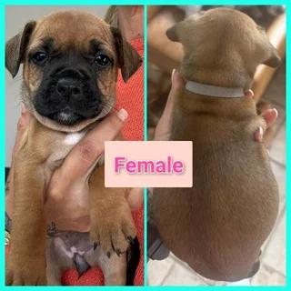 5x French Bulldog X Jack Russell Pups In Vanderbijlpark
