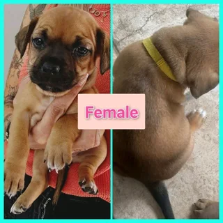 5x FRENCH BULLDOG X JACK RUSSELL PUPS IN VANDERBIJLPARK