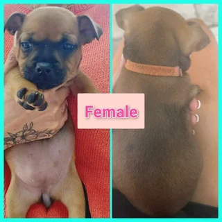 5x FRENCH BULLDOG X JACK RUSSELL PUPS IN VANDERBIJLPARK