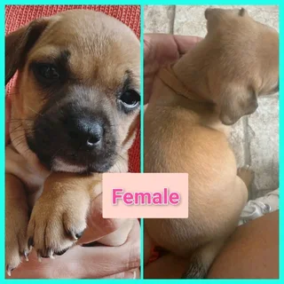 5x FRENCH BULLDOG X JACK RUSSELL PUPS IN VANDERBIJLPARK