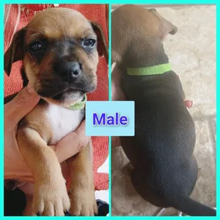 5x FRENCH BULLDOG X JACK RUSSELL PUPS IN VANDERBIJLPARK