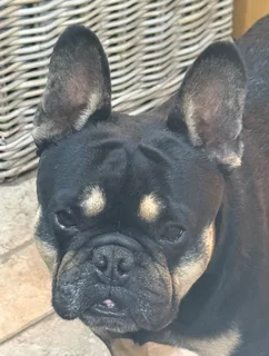 5x FRENCH BULLDOG X JACK RUSSELL PUPS IN VANDERBIJLPARK