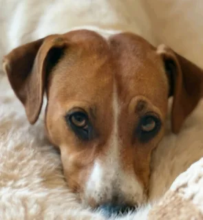 5x FRENCH BULLDOG X JACK RUSSELL PUPS IN VANDERBIJLPARK