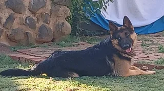 1x MALE GERMAN SHEPHERD IN HOOPSTAD, FREESTATE