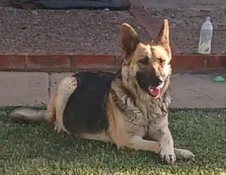 1x MALE GERMAN SHEPHERD IN HOOPSTAD, FREESTATE
