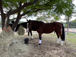 Horse riding for leisure
