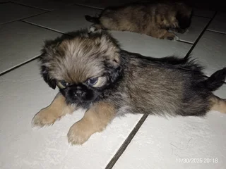 Pekingese puppies