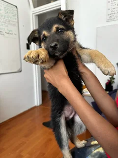 German Shepherd pups