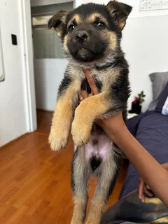 German Shepherd dog pup