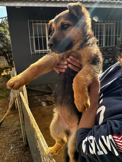 German Shepherd dog pup