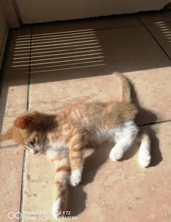 Beautiful Kittens Ready for Loving Homes