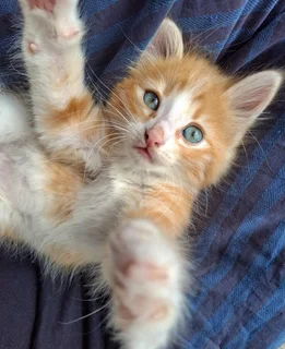 Beautiful Kittens Ready for Loving Homes