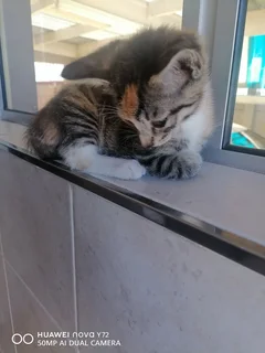 Beautiful Kittens Ready for Loving Homes