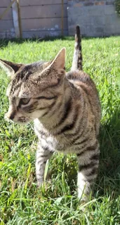 Beautiful Female Cat Looking for a Loving Home