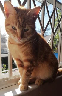 Gentle, Mature Female Cat for Adoption