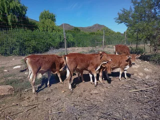 Boran cross calves