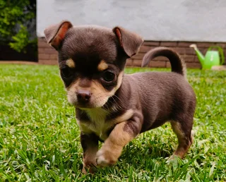 Chihuahua Female puppy