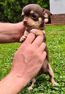 Chihuahua Female puppy