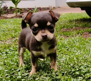 Chihuahua Female puppy