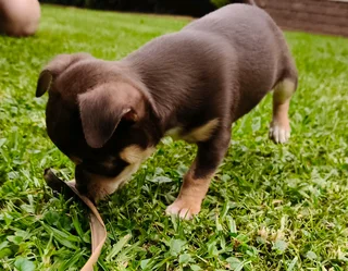 Chihuahua Female puppy