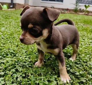 Chihuahua Female puppy