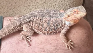 Bearded Dragon
