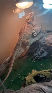 Bearded Dragon