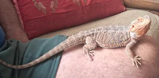 Bearded Dragon