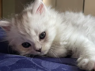 Kitten - Ad posted by Faiyaz