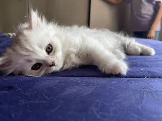 Kitten - Ad posted by Faiyaz