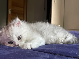 Kitten - Ad posted by Faiyaz