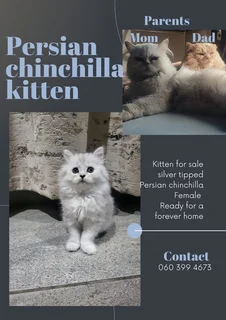 Kitten - Ad posted by Faiyaz