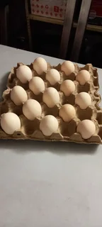 Fresh farm white eggs for sale