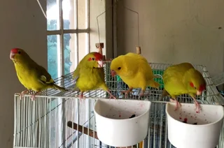 Tame Parakeets