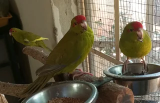 Tame Parakeets