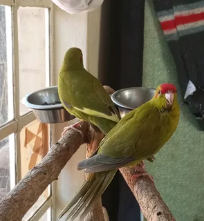 Tame Parakeets
