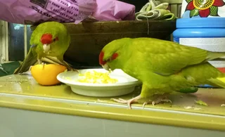 Tame Parakeets