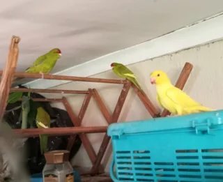 Tame Parakeets